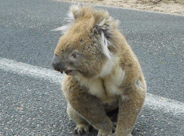 koala australia